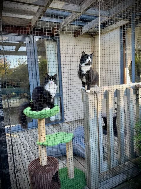 Two cats enjoying a netted catio built over a deck